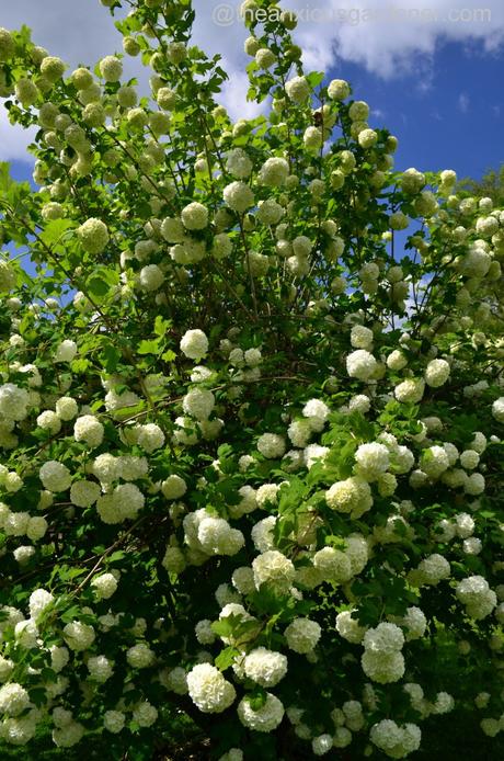 viburnum opulus roseum