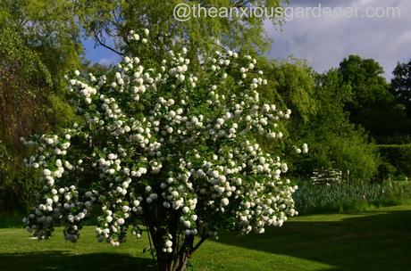 viburnum opulus roseum (3)