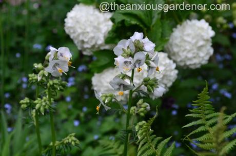 Polemonium caeruleum 'White Pearl'