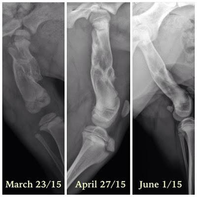 Dealing with a doggy disability: X-rays of Hazel's broken femur