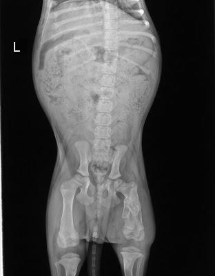Dealing with a doggy disability: X-rays of Hazel's broken femur