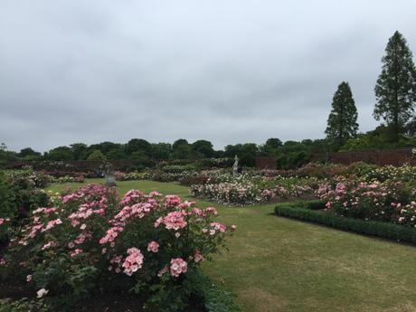 Visit the rose garden at Hampton Court Palace