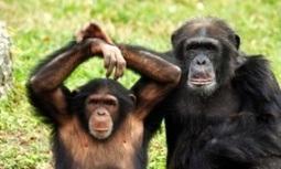 Jane Goodall hails ‘awakening’ as US labels all chimpanzees endangered