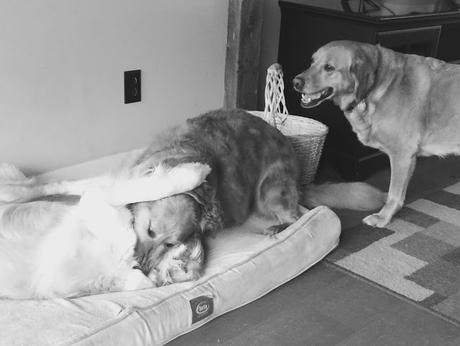 black and white Sunday dogs playing