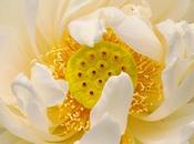 Photo: White Lotus