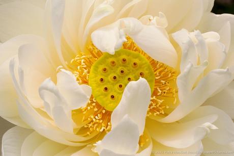 White Lotus © 2015 Patty Hankins