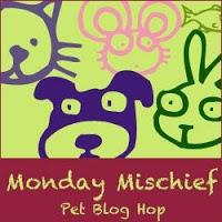 Monday Mischief: Caught on Video