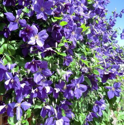 Clematis and More