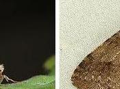 Exclusion Damage Caused 'Vermin' What