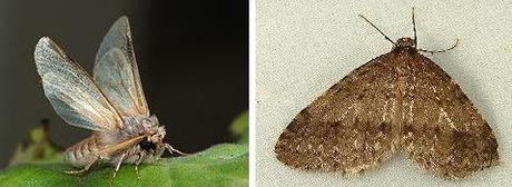 the Exclusion : Damage caused by 'Vermin' - what is it ?