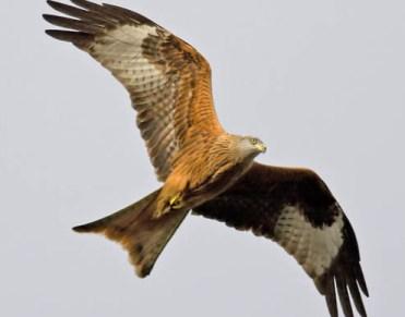 the Exclusion : Damage caused by 'Vermin' - what is it ?