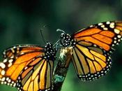 Chaos Theory Monarch Butterfly White Ones Nepal Tragic Romanian Selfie