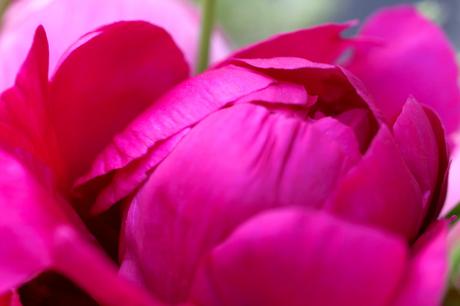 Peonies-British-Flower-Week.