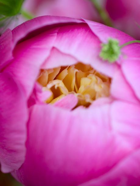 Peonies-British-Flower-Week