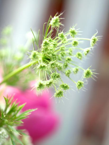 Peonies-British-Flower-Week