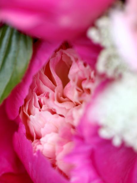 Peonies-British-Flower-Week