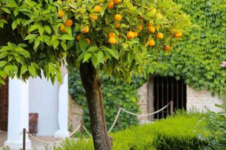 Orange Tree in the Patio of the Cypresses