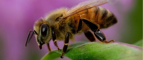 Honey could help us live longer, did we evolve to need it?