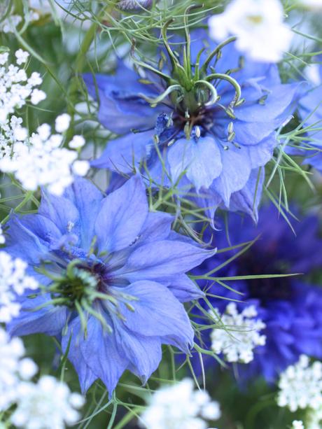 British-Flowers-Week-Hardy-Annuals