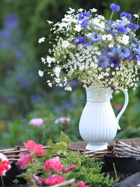 British-Flowers-Week-Hardy-Annuals