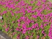 Rhododendron Obtusum