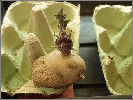 Blight-resistant potatoes update