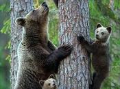 Insurance Keepers Against 'bear Attacks' Moral Story
