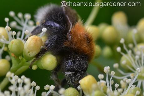 Tree Bumblebee (4)