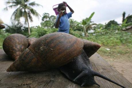 The Unseen Extinction Wiping Out the World’s Wildlife