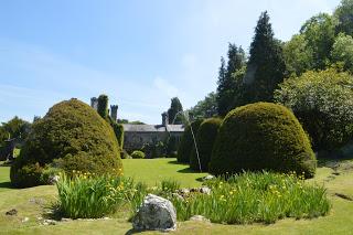 Gwydir Castle - peacocks and yews
