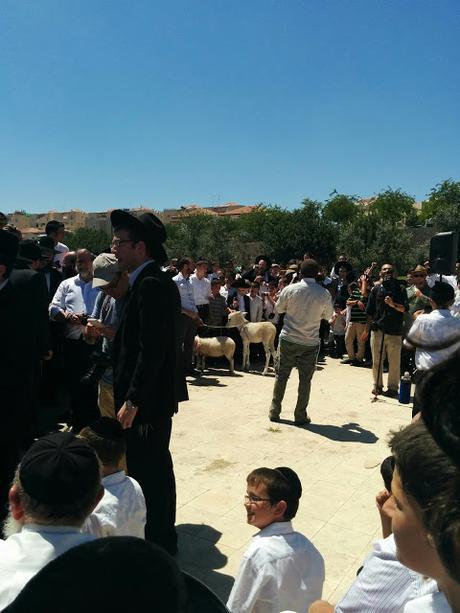 Pidyon Petter Chamor in RBS A