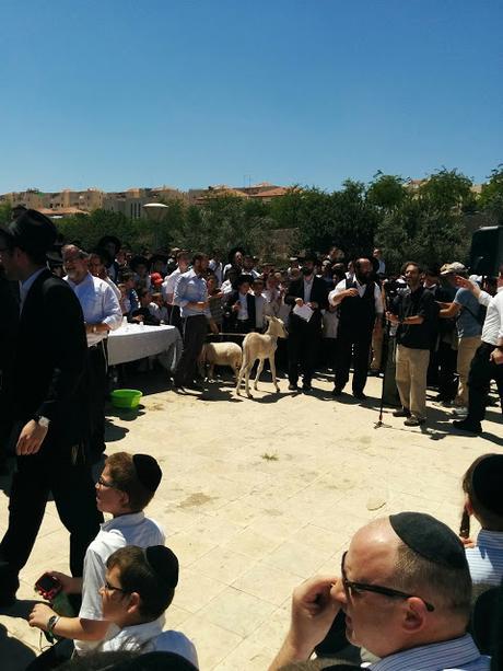 Pidyon Petter Chamor in RBS A