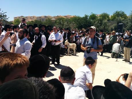 Pidyon Petter Chamor in RBS A