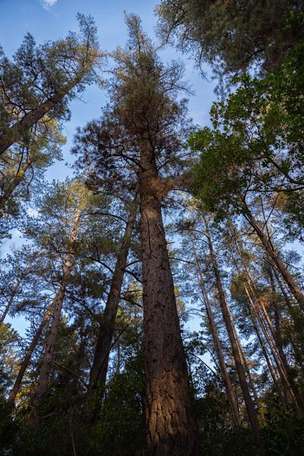 radiata pine la gerche forest walk creswick