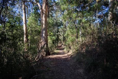 bush on goldfields track creswick