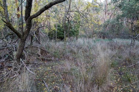 bushland near spence house site creswick 