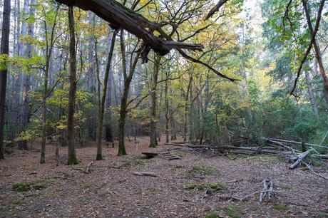 fallen leaves la gerche forest walk creswick