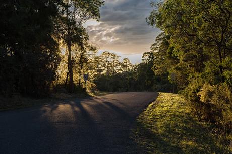 sunset through trees over road