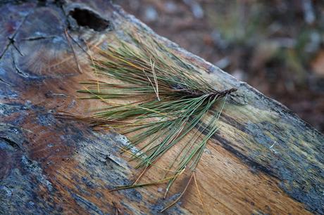 pine needles on trunk