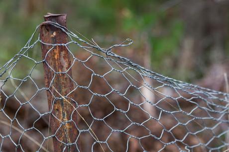 fence for koala park creswick