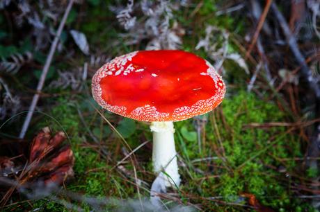 amantia muscaria fly agaric fungi