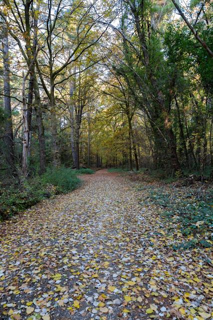 la gerche forest walk creswick