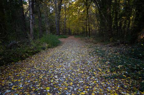 fallen leaves la gerche forest walk creswick