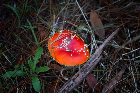 amanita xanthocephala vermillion grisette fungi