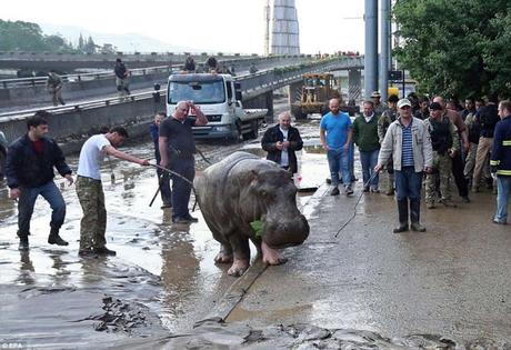flash floods in Georgia - pushes animals of Tbilisi zoo in to the city !