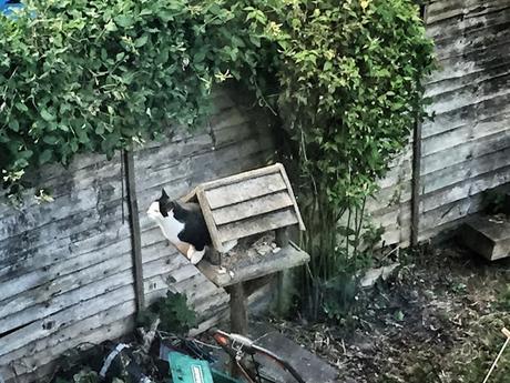The Nightly London Photoblog 18:06:15. Jimmy the East Finchley Cat