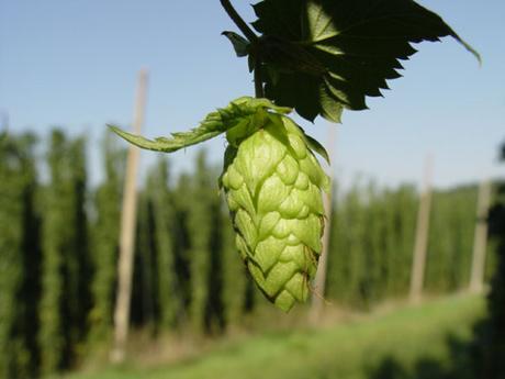 If You Drink It, They Will Grow: A Changing Landscape for Hops