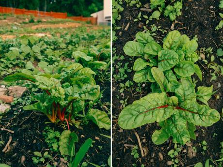 Do You Know Your Veggies? // www.WithTheGrains.com