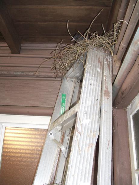 blue jay nest Samson