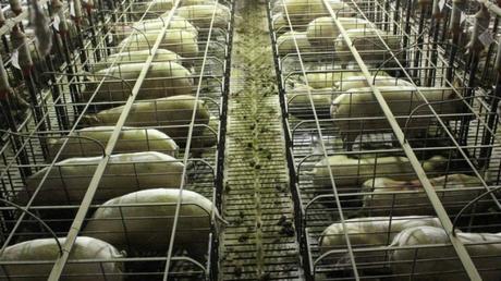 Fire in NSW piggery kills 2500 animals ...